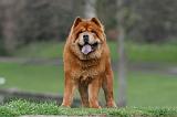 CHOW CHOW 768